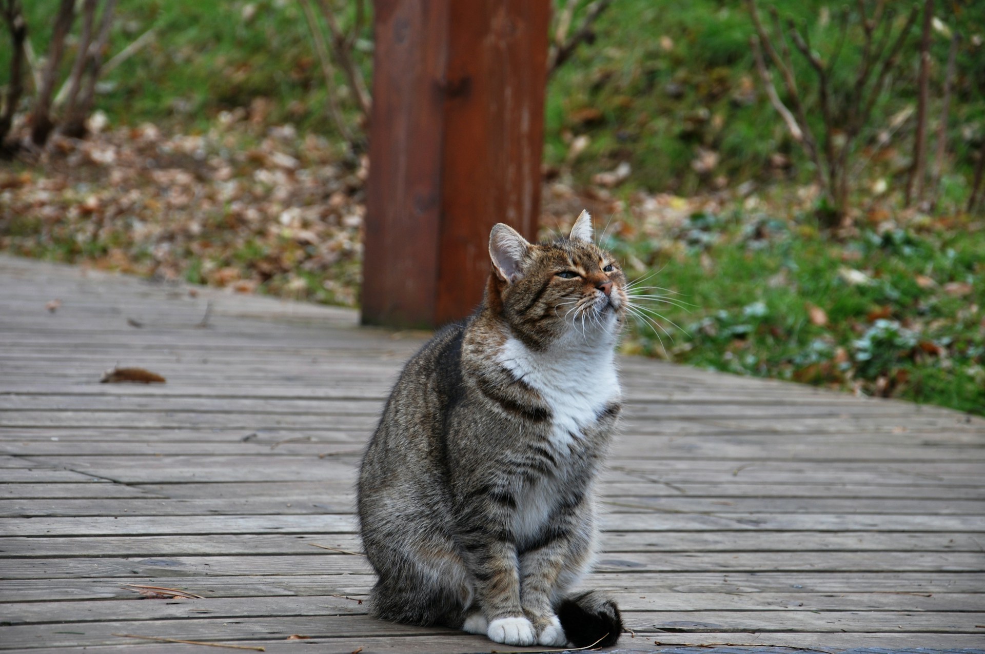 Apprenez sur catapart.fr comme apprivoiser un chat
